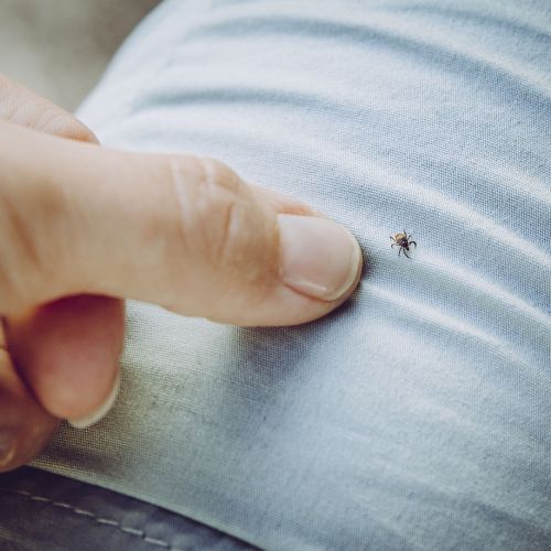 Turun yliopisto pyytää kansalaisilta punkkinäytteitä